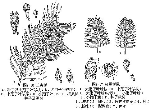 红豆杉纲紫杉纲