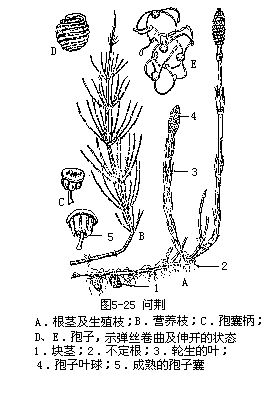 楔叶亚门sphenophytina