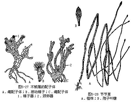 楔叶亚门sphenophytina