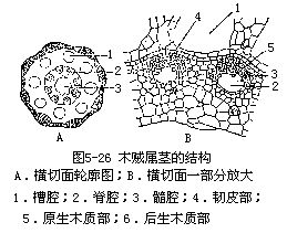 楔叶亚门sphenophytina